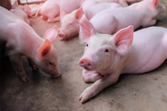 Em Applications In Pig Farms Pigeons Salmonella Adeno Coli Free